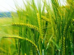 Agricultural Development Planning & Training - Other References